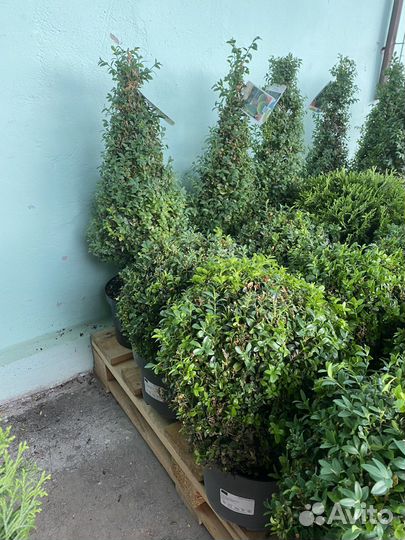 Туя Смарагд Купить в Воронеже