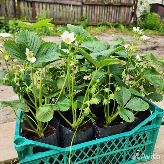 Саженцы клубники Бьянка Фрагола (Bianka Fragola 5)