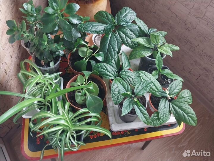 Клеродендрум госпажи Томпсон