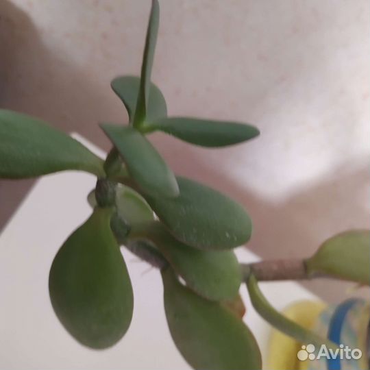 Толстянка, денежное дерево