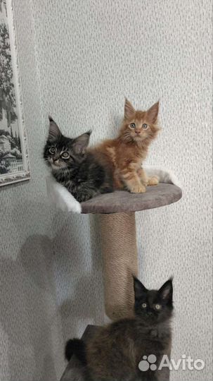 Котята мейн-кун