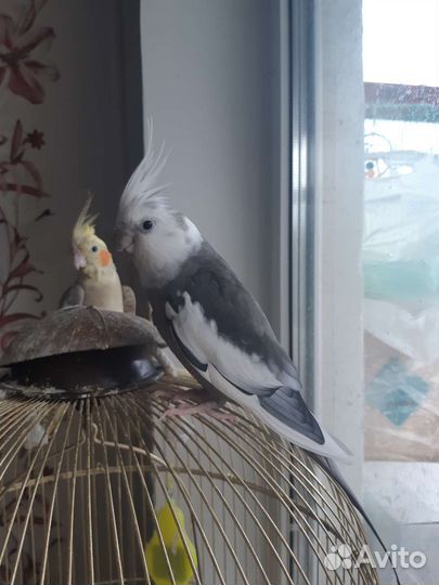 Пара корелл