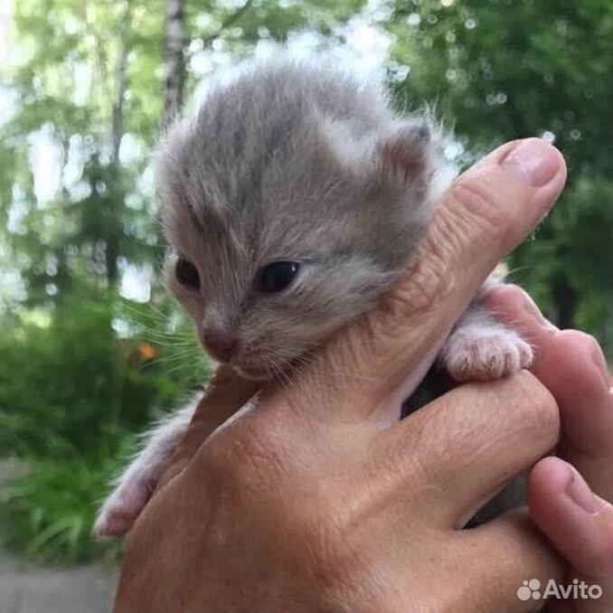 Хорошенькие маленькие котята в добрые руки