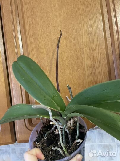 Орхидея фаленопсис