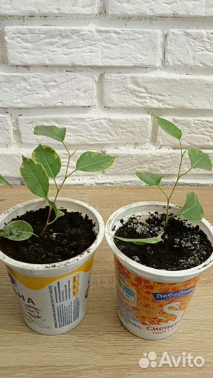 Фикус бенджамина пестролистный