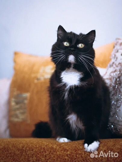 Кошка пушистая
