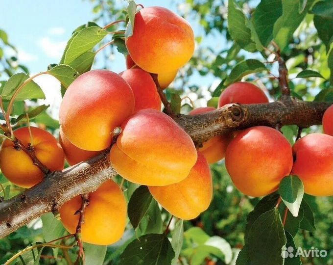 Саженцы абрикос
