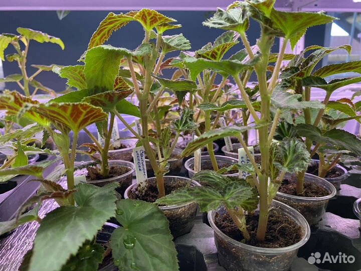 Бегония Беллекония Салмон (Belliconia Salmon)