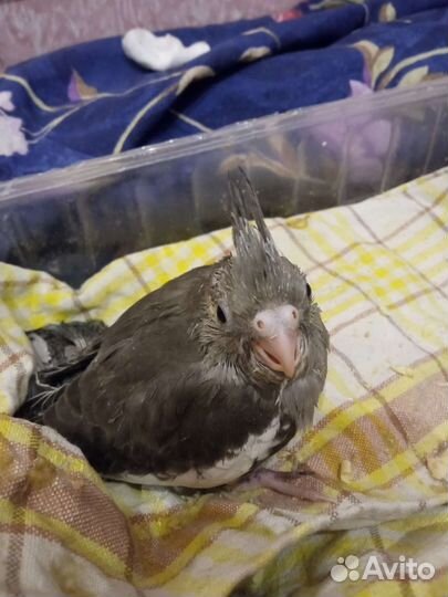 Безщекий корелла птенец, мальчик