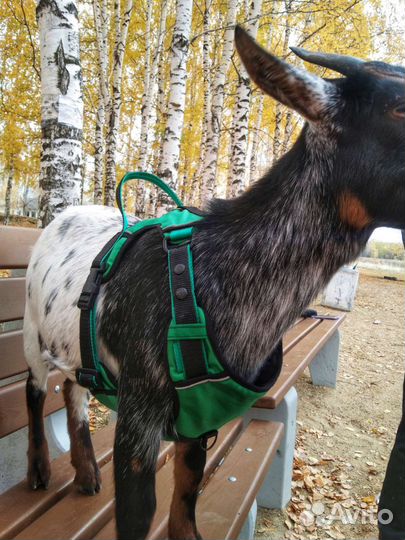 Шлейка для собаки с ручкой и поводком