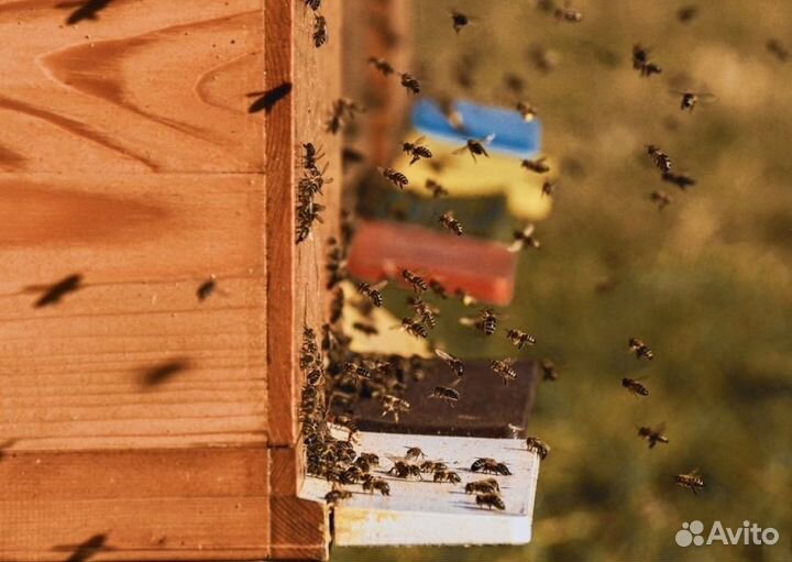 2024 Мед натуральный с Алтая опт