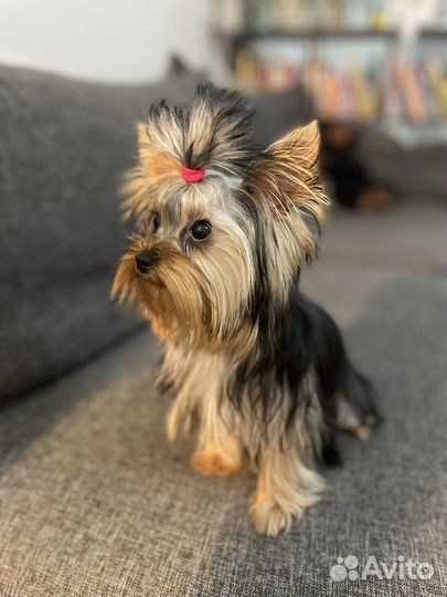 Продам щенка