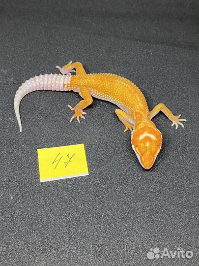 Малыш эублефара ищет новый дом