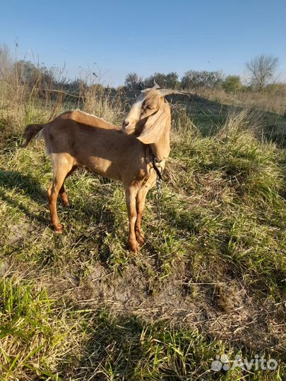 Козы Нубокомори