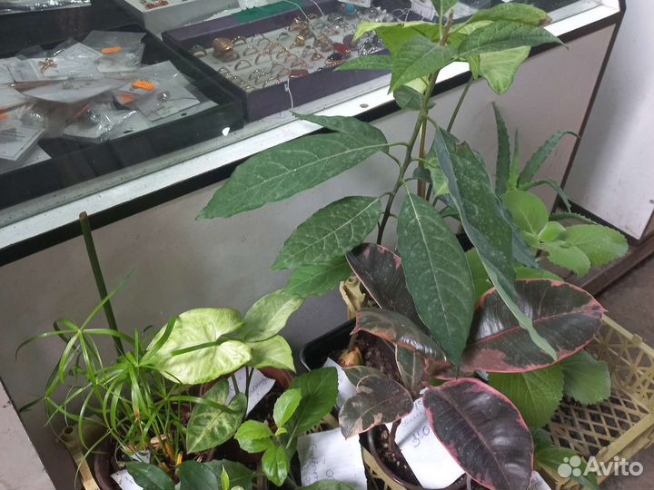 Комнатные цветы