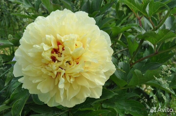 Пион Гоуинг Бананас (Paeonia Itoh Going Bananas)