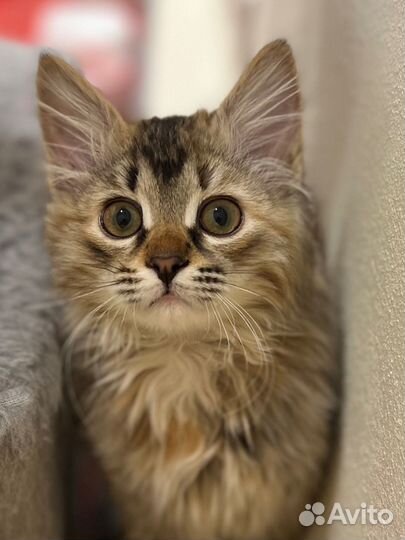 Котенок Фрейя ищет семью