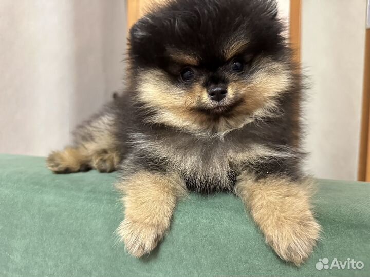 Померанский шпиц черный