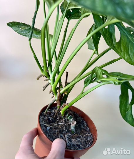 Монстера адансона