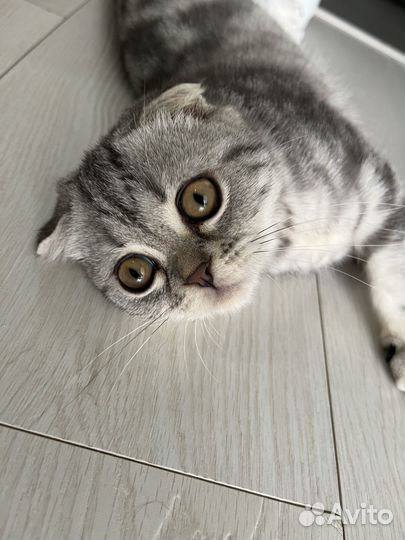 Котенок британец вислоухий