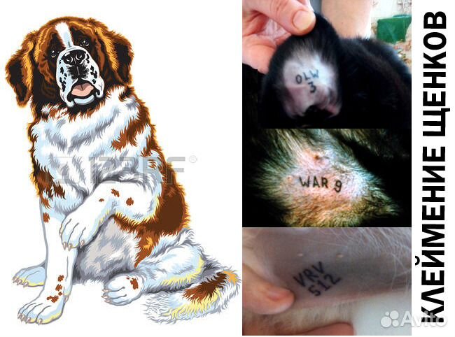 Клеймение щенков всех пород