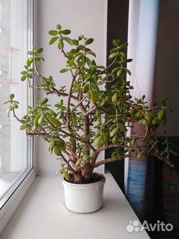 Денежное дерево, 2 ствола, красивое
