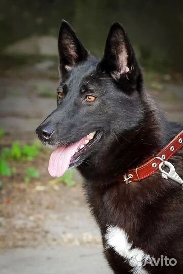 Собака в хорошие руки