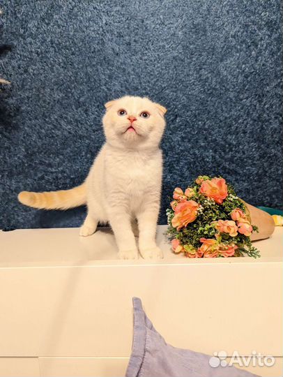 Шотландские малыши