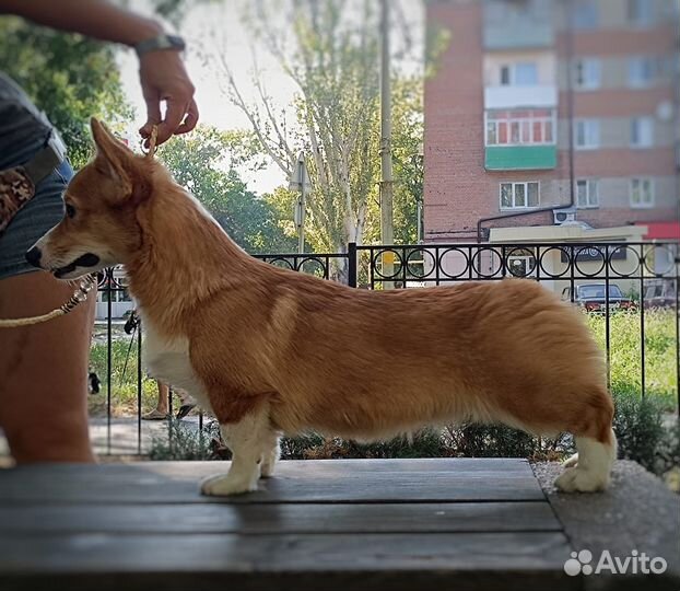 Вельш-корги