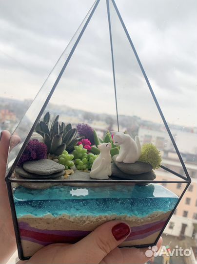 Флорариум суккуленты