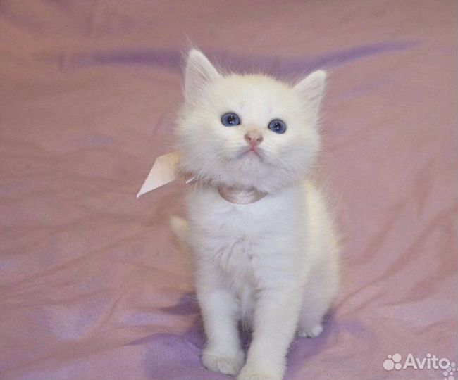 Белоснежные котята