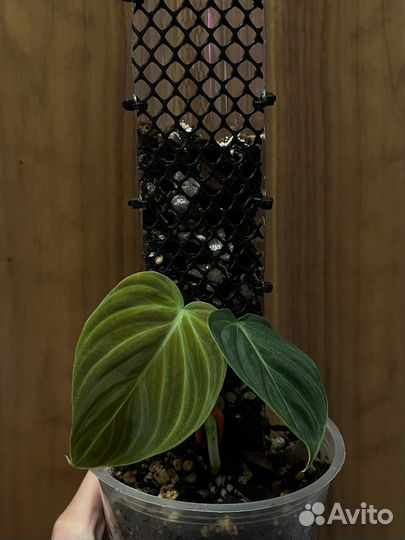 Доставка Тотем опора для растений