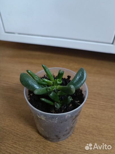 Крассула хоббит