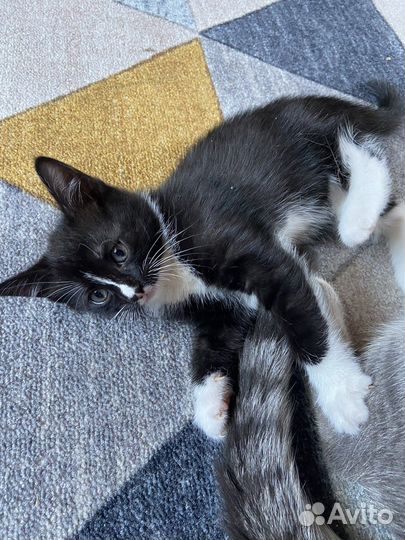 Котята