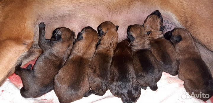 Инструктор по вязке собак