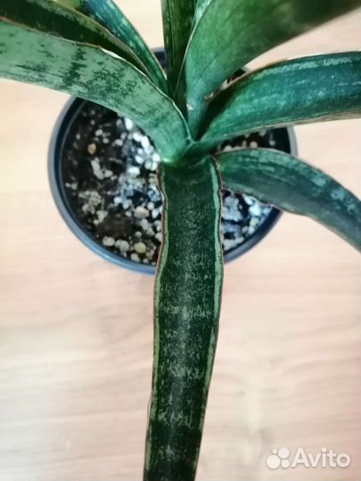 Сансевиерия