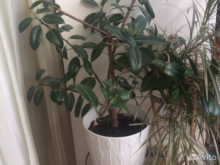 Цветы комнатные напольные