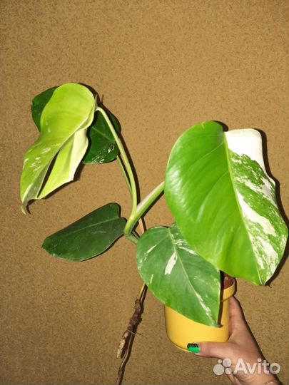 Монстера Альба вар и другие ароидные