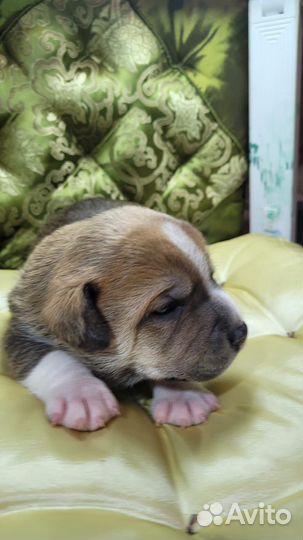 Щенок в добрые руки