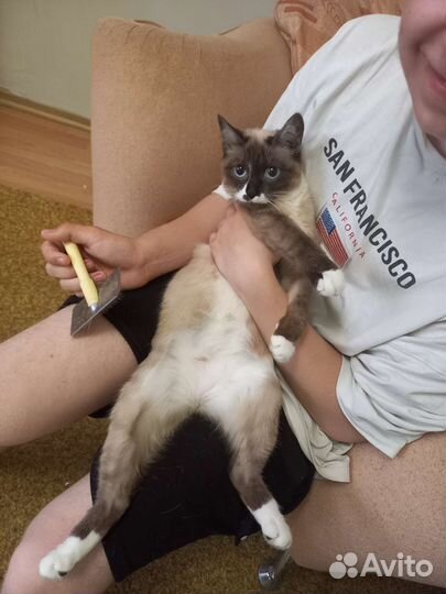 Кошка