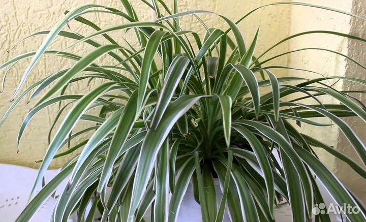 Хлорофитумы кудрявый Бонни и др