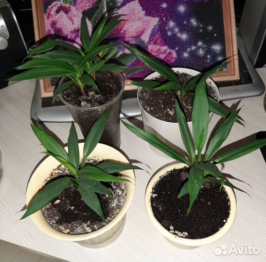 Пальма драцена, укоренённая в горшке