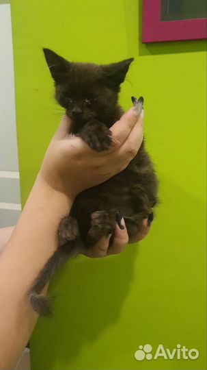Кошка в дар бесплатно