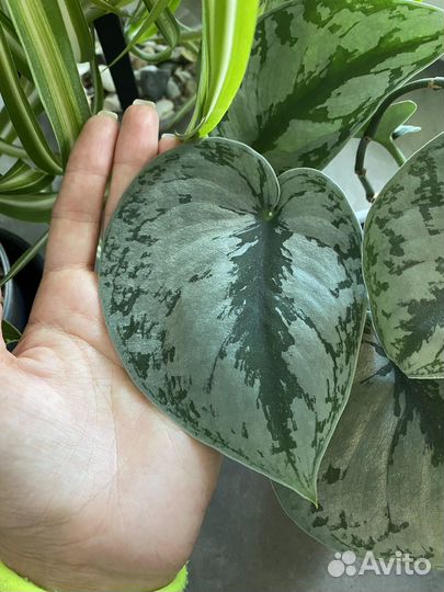 Сциндапсус пиктус треби