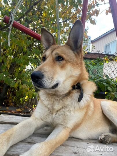 Собака бесплатно