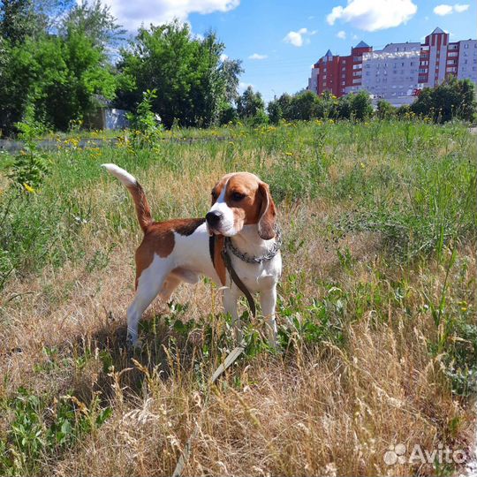 Бигль для вязки