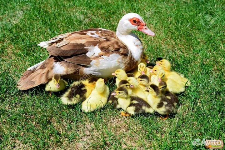 Утята индоутки 19шт