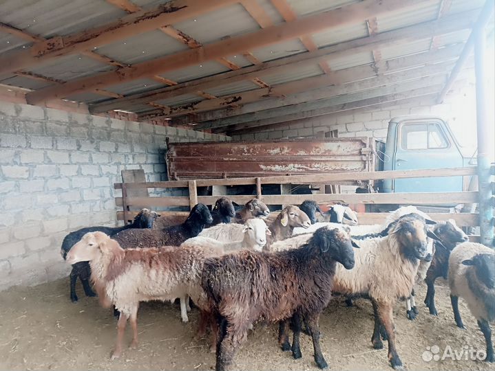 Бараны На Хакхъехат на садакхъа