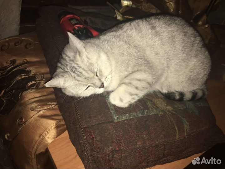 Профессиональная передержка кошек