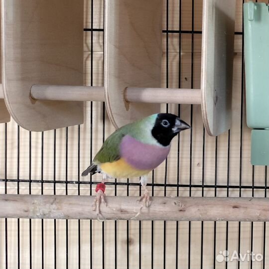 Амадины гульда